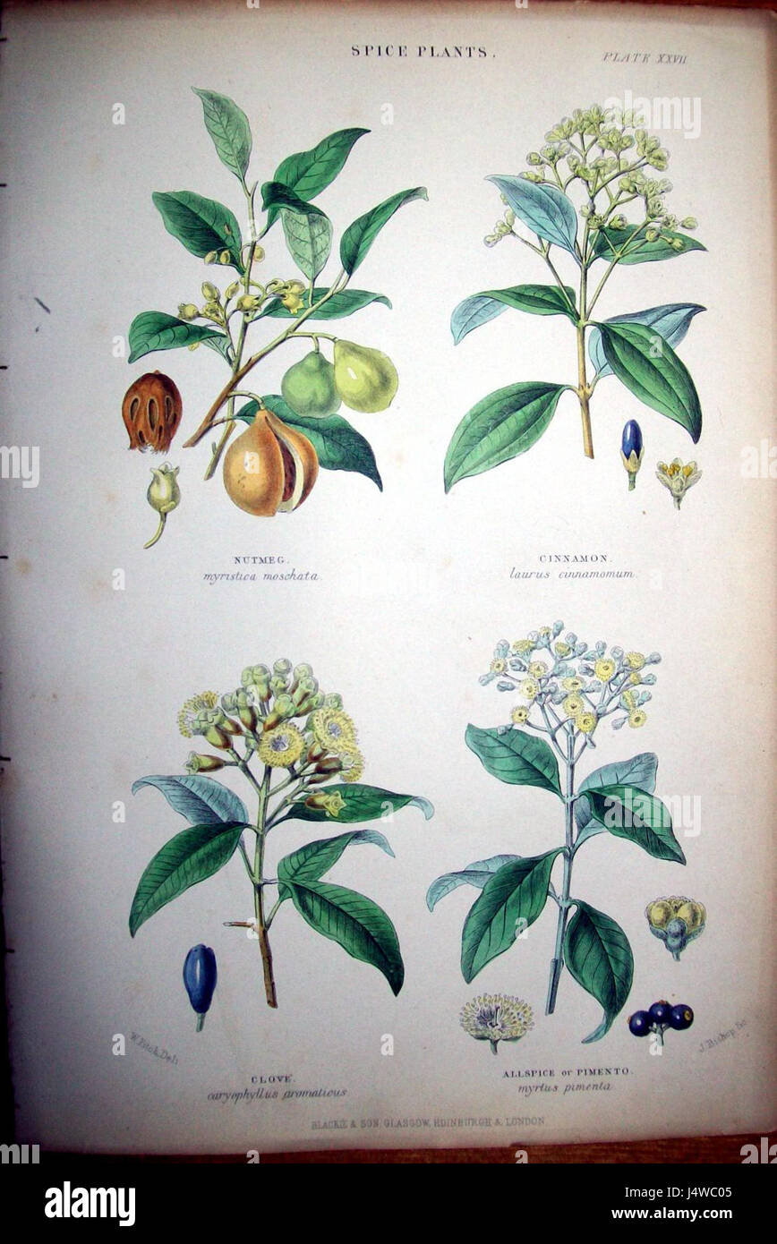 Walter Hood Fitch était un illustrateur et artiste botanique britannique renommé. Ses travaux se concentrent sur des représentations détaillées et précises des plantes, en particulier des orchidées, contribuant grandement à la science botanique et à leur réalisation Banque D'Images