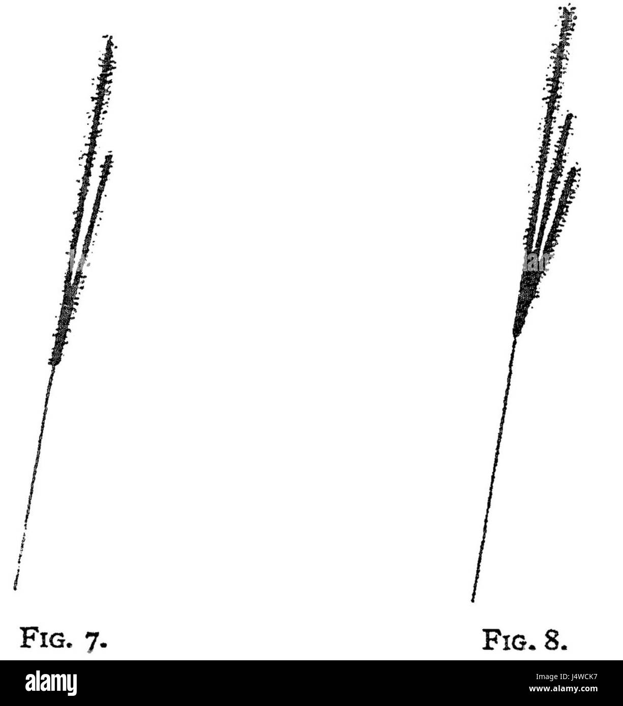 Corde Thomson 1913 Fig7&8 Banque D'Images