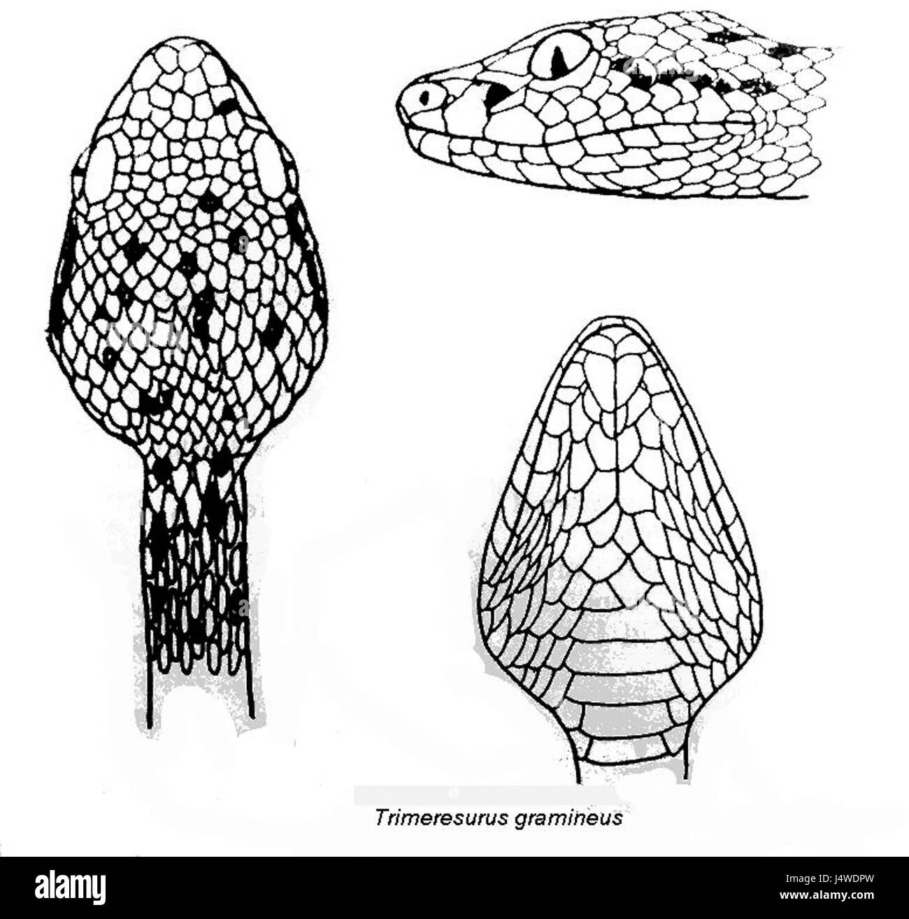 Trimeresurus gramineus, communément connu sous le nom de vipère de fosse de bambou, est un serpent venimeux trouvé en Asie du Sud-est. Il est connu pour sa coloration verte et sa capacité à se fondre avec son environnement, en particulier dans les forêts de bambous. Banque D'Images