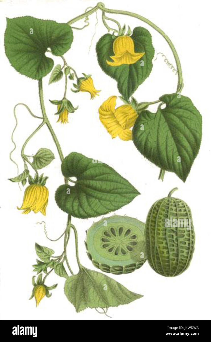 Thladiantha dubia est une espèce de plante à fleurs de la famille des gourdes, les Cucurbitaceae. Il est originaire des régions tropicales et produit de petites fleurs vertes en forme de cloche. Banque D'Images