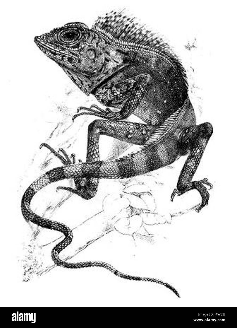 Tiaris liogaster, communément connu sous le nom de Grassquit à face noire, est un petit oiseau chanteur trouvé dans les Amériques, connu pour son visage noir frappant et sa préférence d'habitat herbeux. Banque D'Images