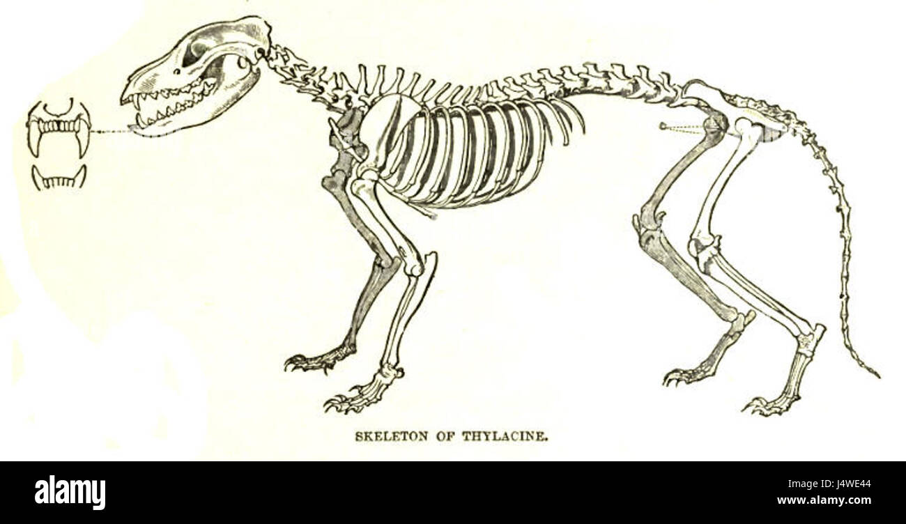 ThylacineSkelLyd Banque D'Images