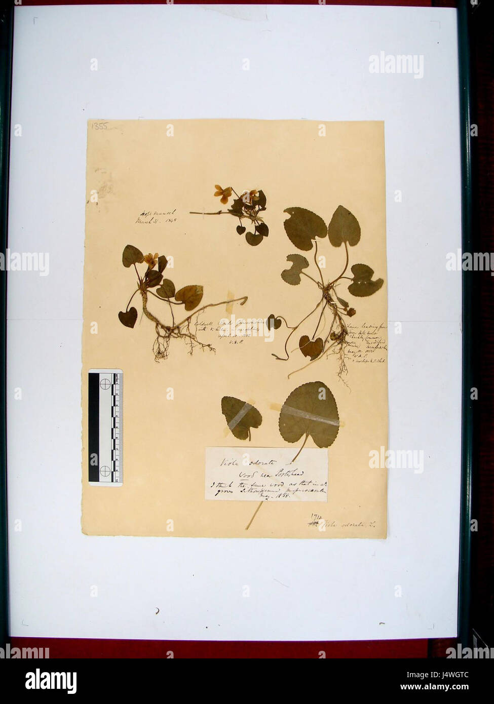 Viola odorata, communément appelée violette douce, est une espèce de plante à fleurs, connue pour ses fleurs pourpres parfumées et ses utilisations médicinales. Banque D'Images