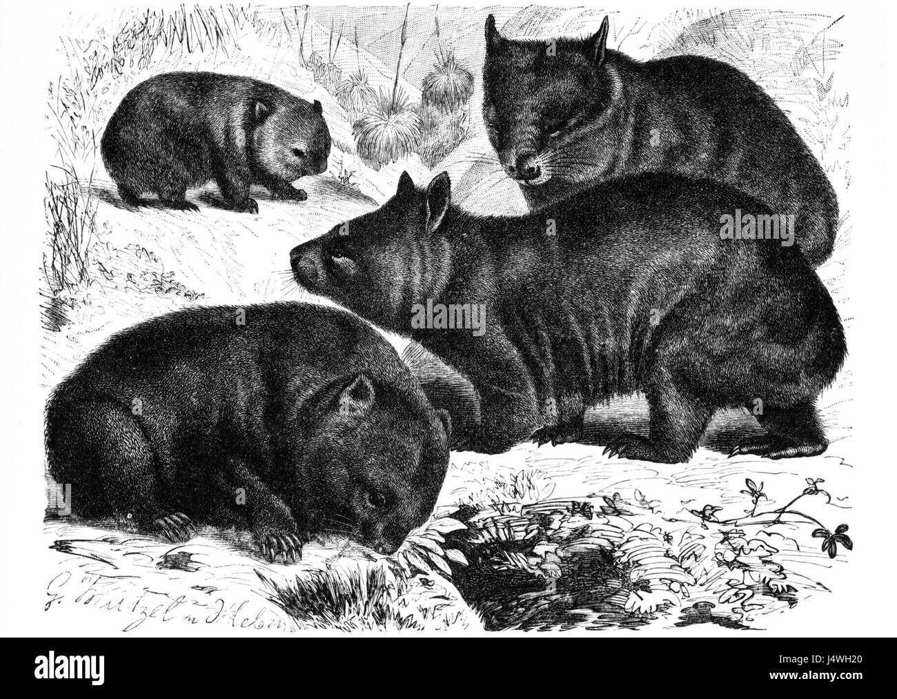 Wombats dessin Banque D'Images