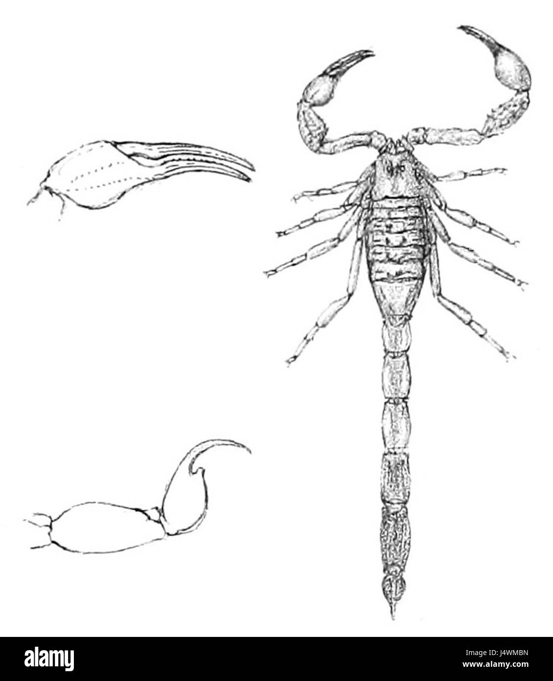 Tityus melanostictus 1894 Banque D'Images