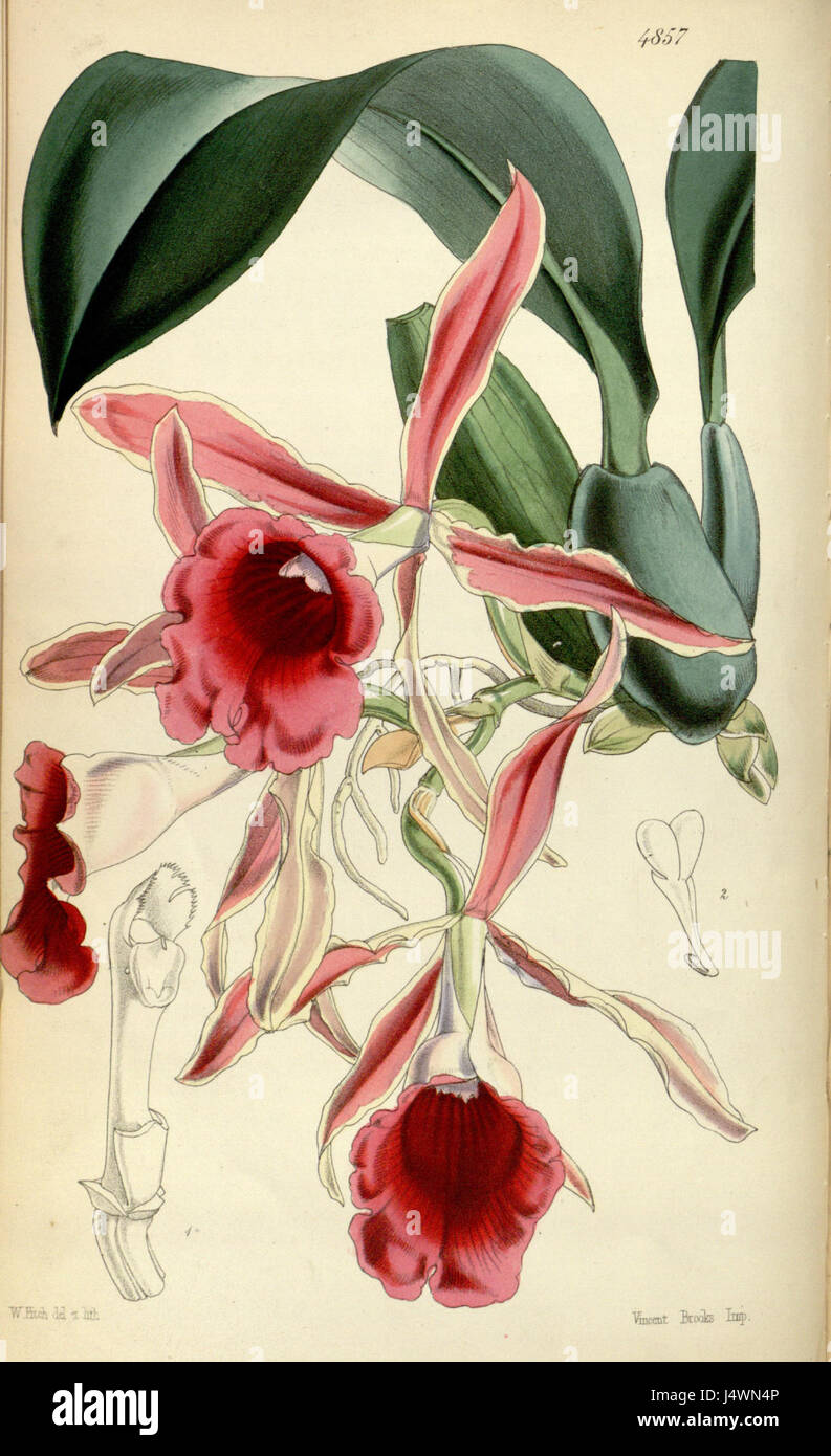 Trichopilia marginata, précédemment classée Trichopilia coccinea, est une espèce d'orchidée décrite dans le magazine Botanical de Curtis, avec ses fleurs vibrantes et ses caractéristiques uniques. La taxonomie de la plante et l'illustration botanique historique sont au cœur de son étude. Banque D'Images