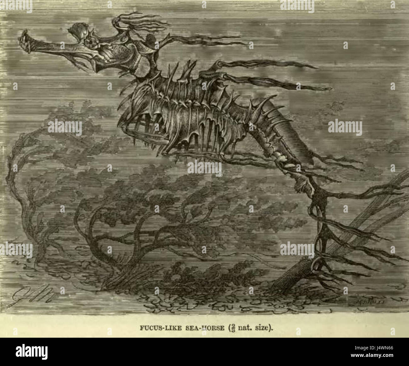 'WeedyDragonLyd' est une illustration fantastique, combinant des éléments de la nature et des créatures mythologiques. La pièce capture une créature mythique ressemblant à un dragon entourée de plantes, mettant l'accent sur le monde naturel dans un contexte fantastique. Banque D'Images