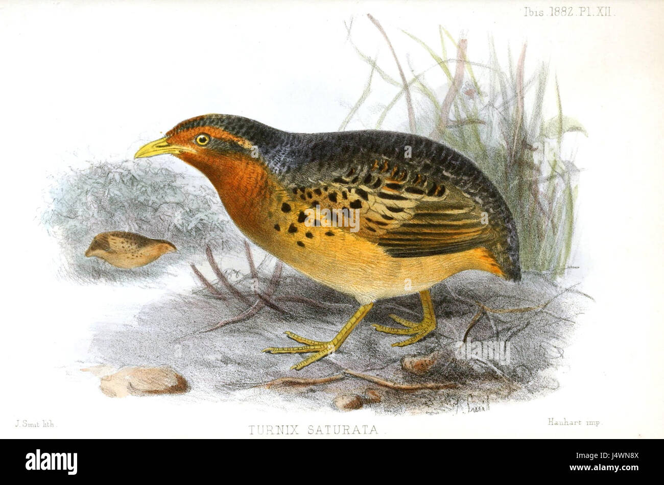 TurnixSaturataSmit Banque D'Images