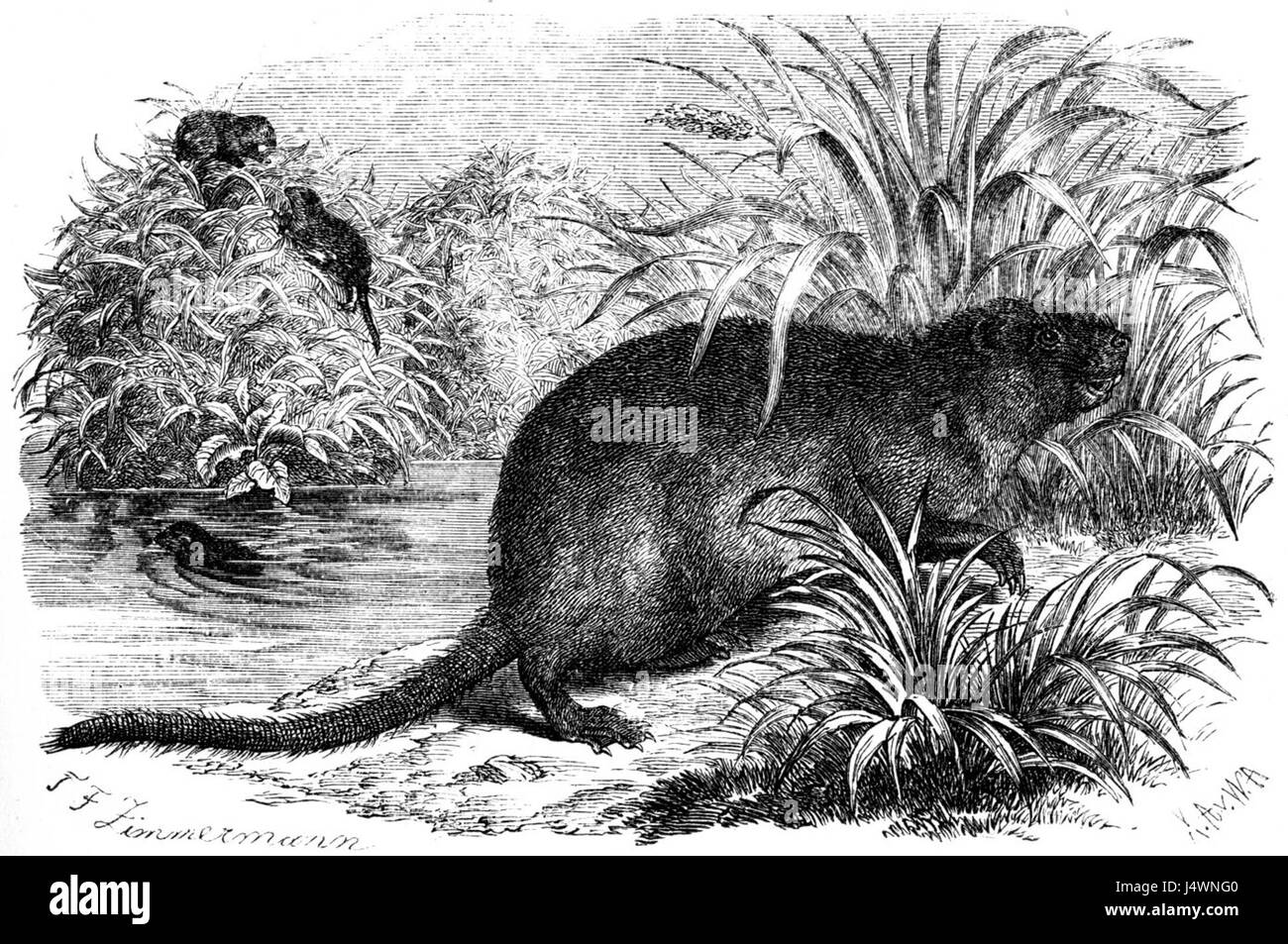 Zibethratte dimensions Banque D'Images