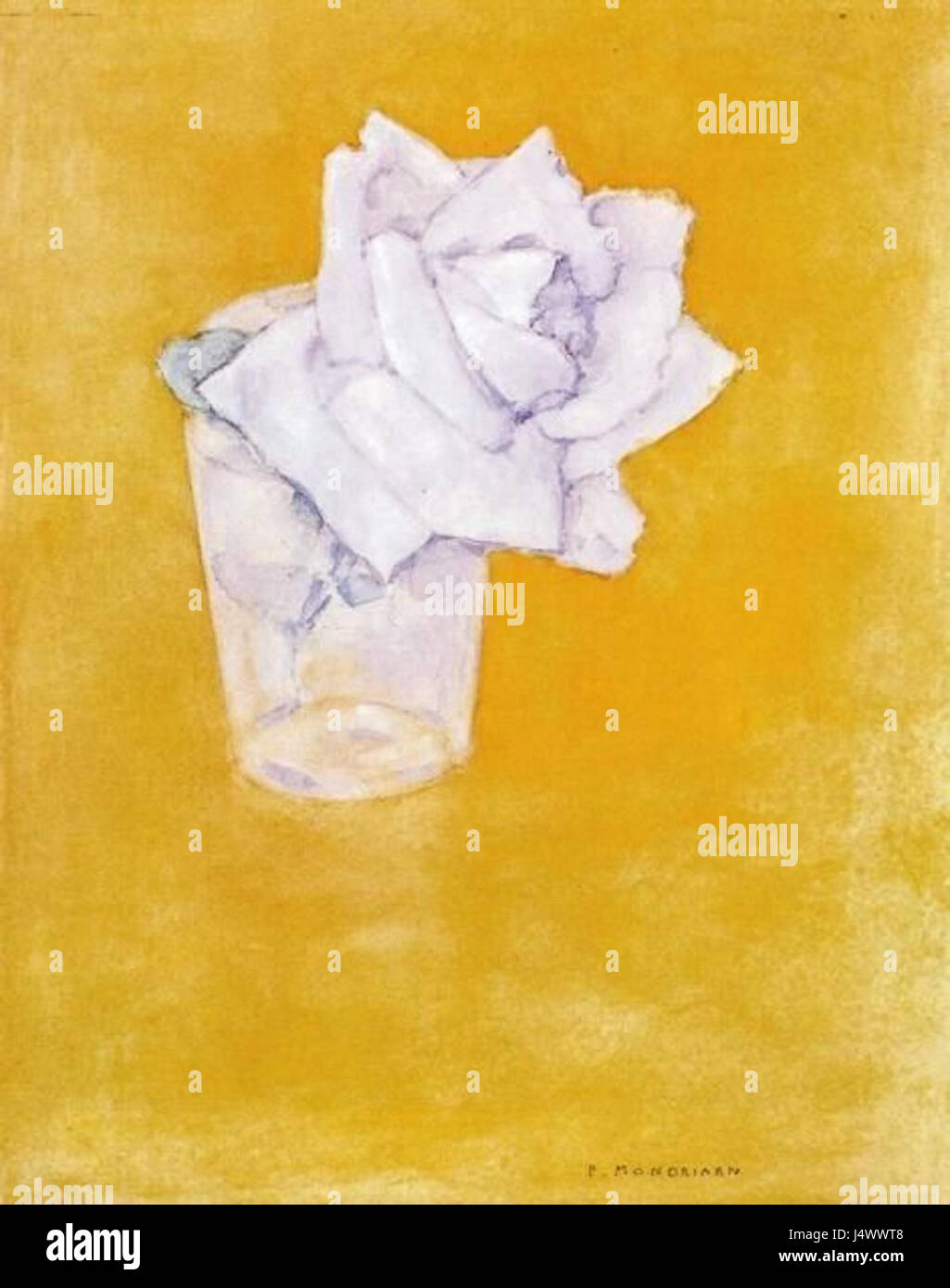 Witte Roos dans glas Banque D'Images