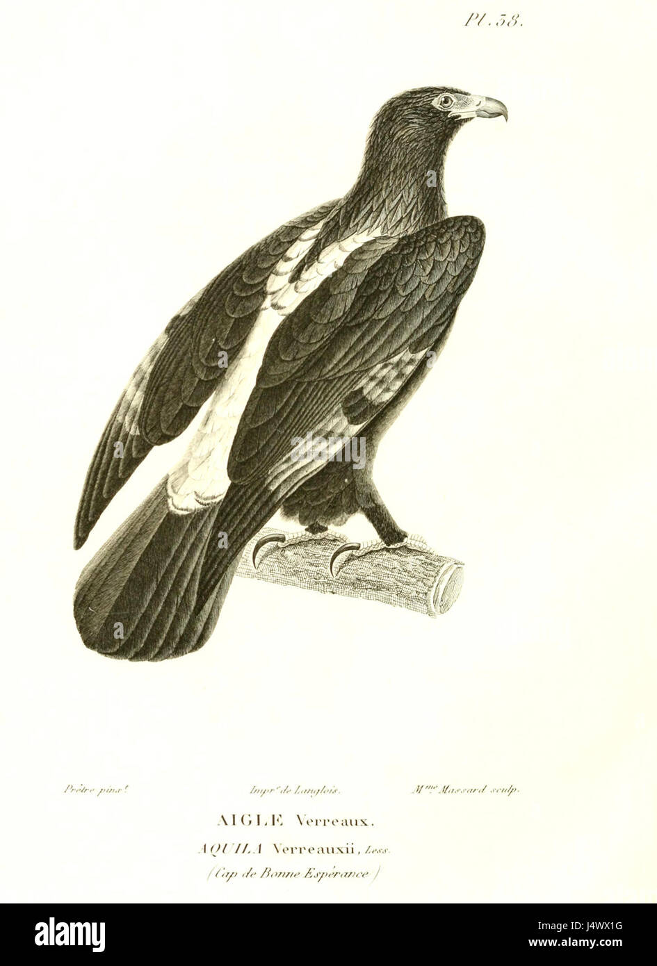 L'Aigle de Verreaux, également connu sous le nom d'Aigle noir, est un grand oiseau de proie trouvé en Afrique subsaharienne. Il est connu pour sa taille impressionnante, ses talons puissants et ses compétences de chasse. Banque D'Images