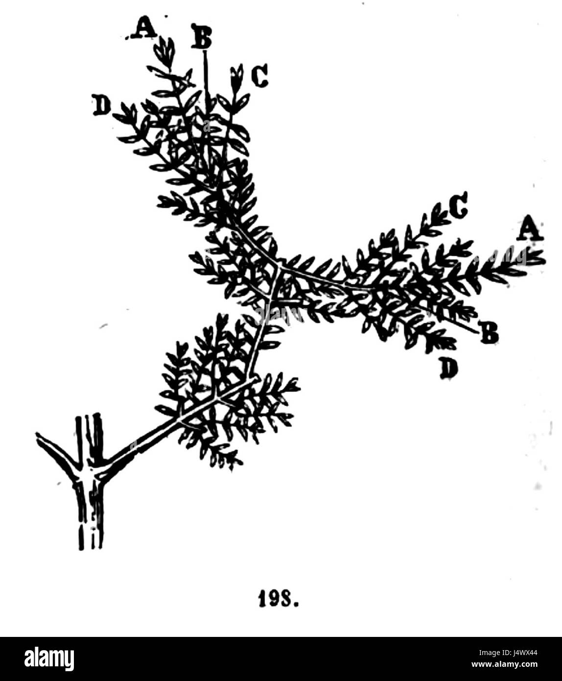 Cette image est tirée du Trattato completto di agricoltura, un traité agricole du XVIIIe siècle. Il présente des illustrations détaillées et des descriptions pertinentes pour les pratiques agricoles et les outils de l'époque, mettant en évidence les techniques et les machines utilisées pour la culture, l'irrigation et l'élevage. Banque D'Images