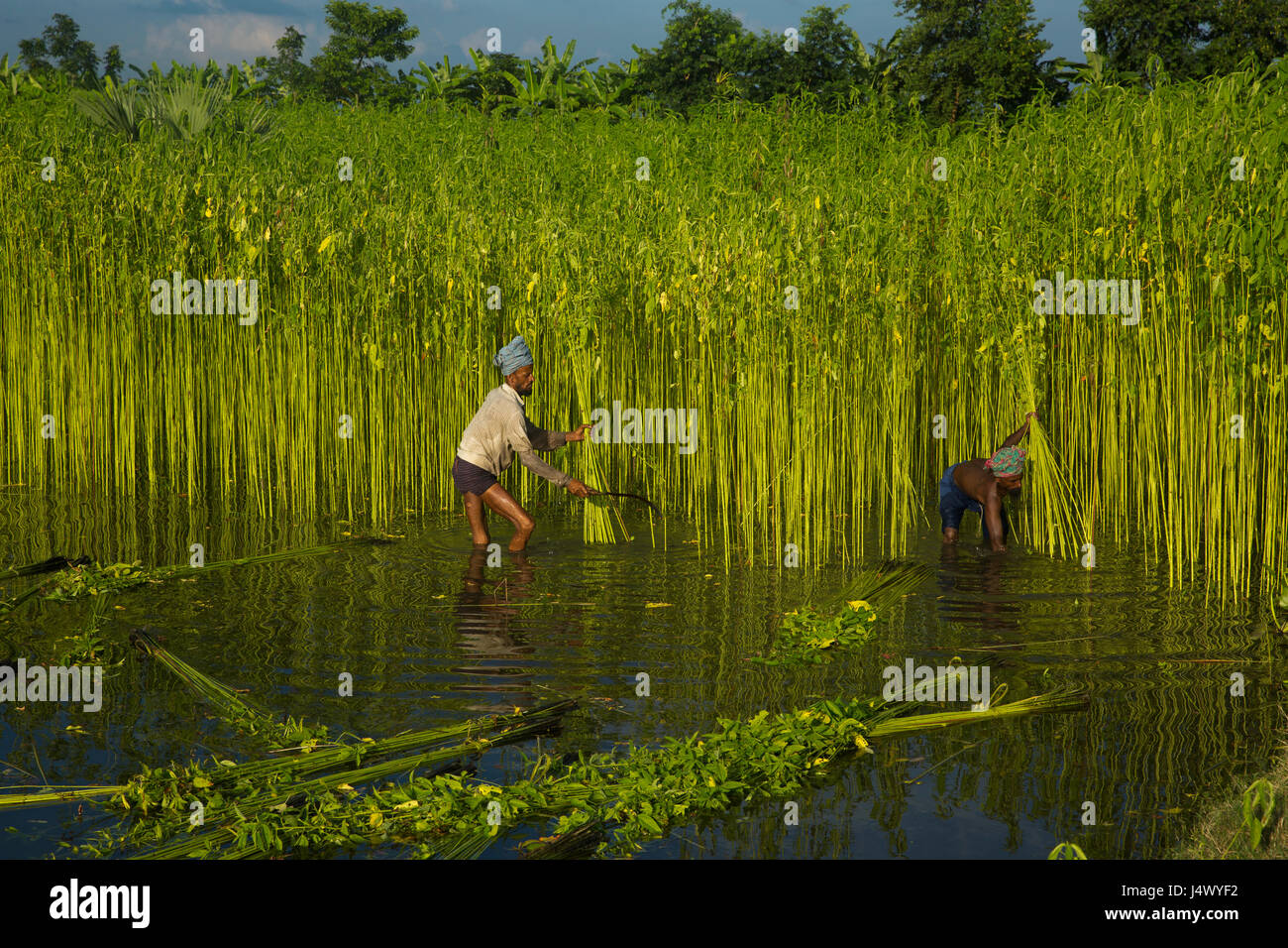 La récolte des agriculteurs de jute le champ dans Gopalganj, au Bangladesh. Banque D'Images