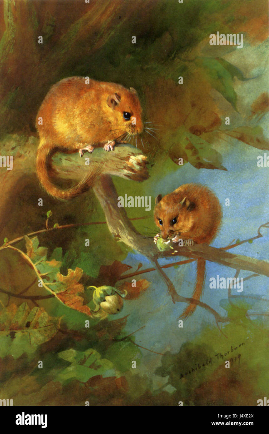 Thorburn Archibald était un artiste britannique connu pour ses illustrations animales, en particulier ses représentations de dorsouris. Son travail a souvent capturé la beauté naturelle et le comportement des petits mammifères. Banque D'Images