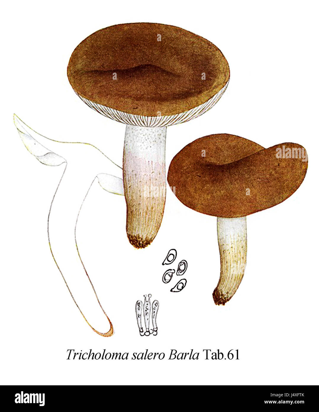 Une illustration ou une description tirée de Icon Mycologica, plus précisément de l'onglet 61, de l'espèce de champignon Tricholoma salero, une variété comestible. Banque D'Images