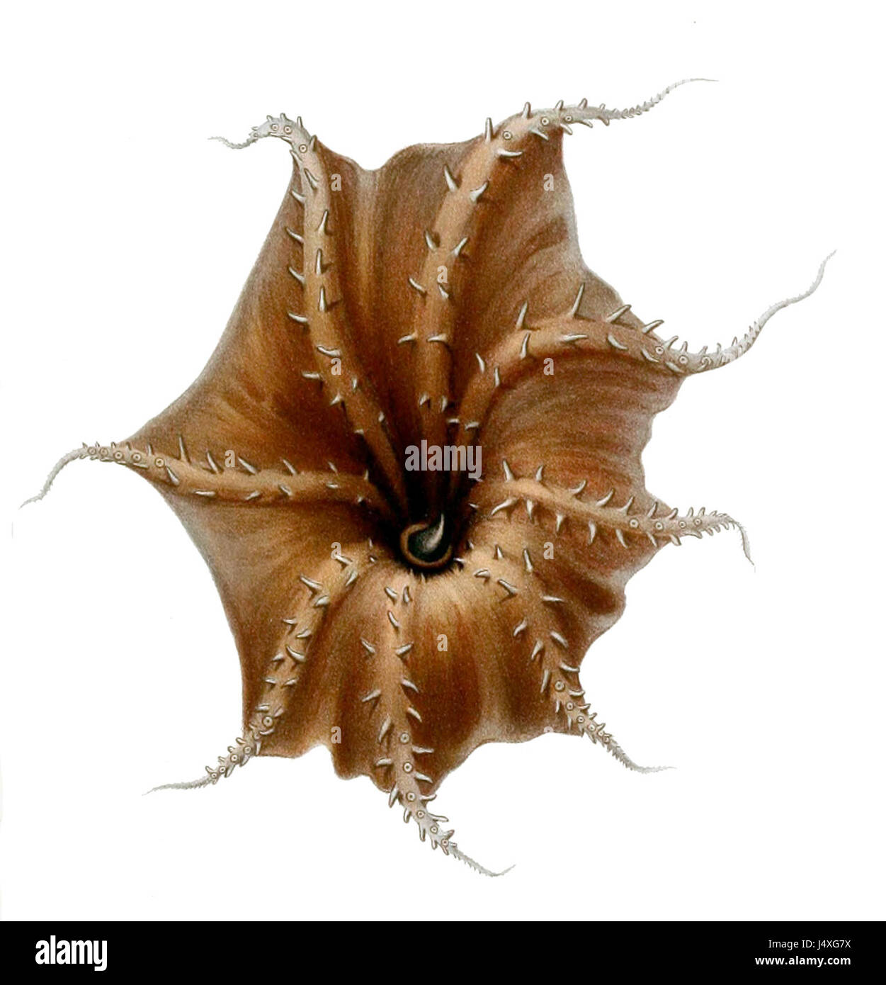 Vampyroteuthis infernalis arms Banque D'Images