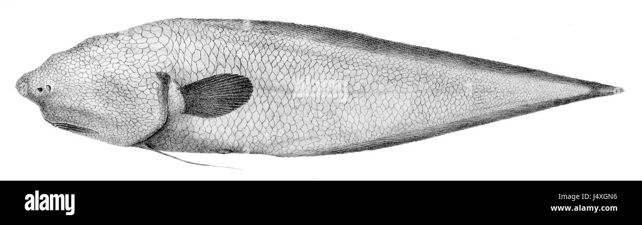 Typhlonus nasus est une espèce de poisson appartenant à la famille des Gymnotoidae. Connue pour ses propriétés électriques, elle est originaire des rivières d’Amérique du Sud, en particulier de l’Amazonie. Banque D'Images