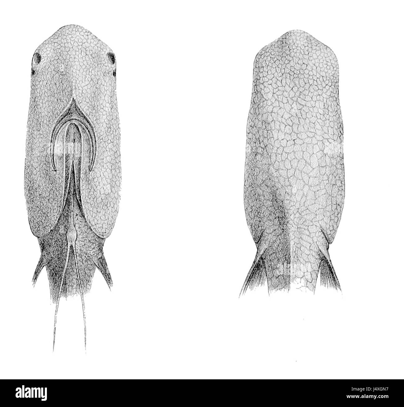 Typhlonus nasus est une espèce de poisson de la famille des Apogonidae, présente dans la région Indo-Pacifique, connue pour son aspect et son habitat distinctifs. Banque D'Images