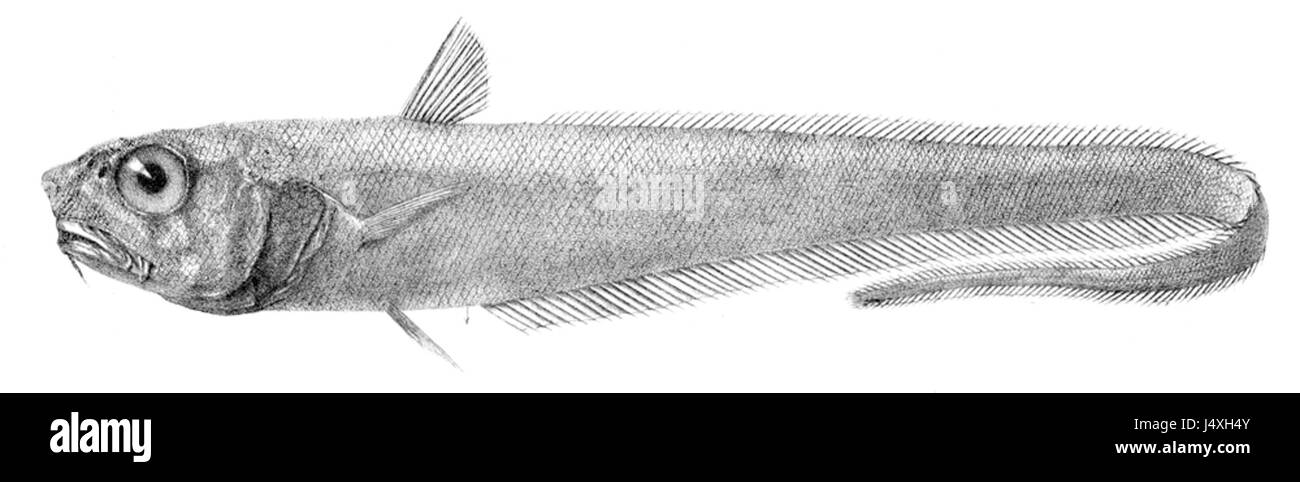 Trachonurus sulcatus, une espèce de poisson, connue pour ses caractéristiques distinctives. Ce poisson est reconnu dans l'ichtyologie pour ses traits anatomiques spécifiques et ses préférences en matière d'habitat. Banque D'Images