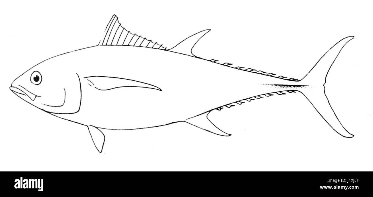 Thunnus albacares, communément appelé thon à nageoires jaunes, est une espèce de gros poissons que l'on trouve dans les eaux tropicales et subtropicales. Connu pour sa nage rapide et ses nageoires jaunes distinctives, c'est un poisson commercialement précieux, largement recherché pour un usage culinaire. Banque D'Images