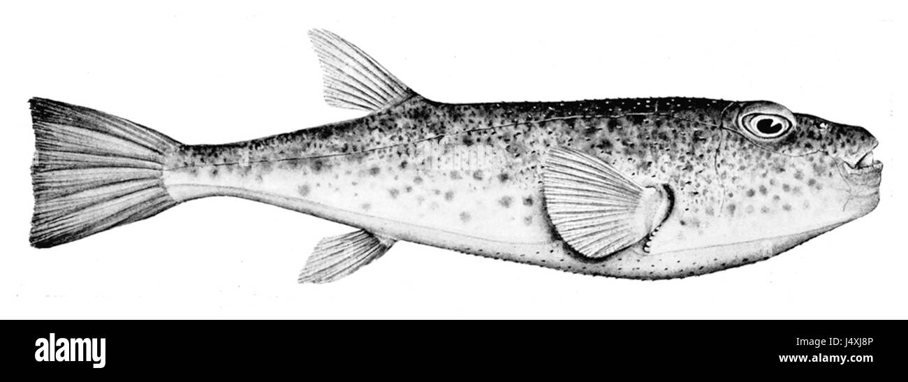 Torquigener tuberculiferus Banque D'Images