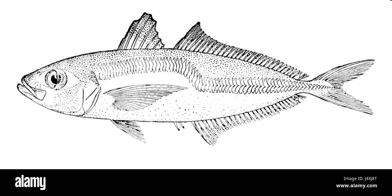 Le dessin de Trachurus declivis présente une espèce de poissons appartenant à la famille des Carangidae. Connue pour sa forme corporelle et son habitat distinctifs dans l'océan Pacifique, cette espèce fait l'objet d'études biologiques marines. Banque D'Images