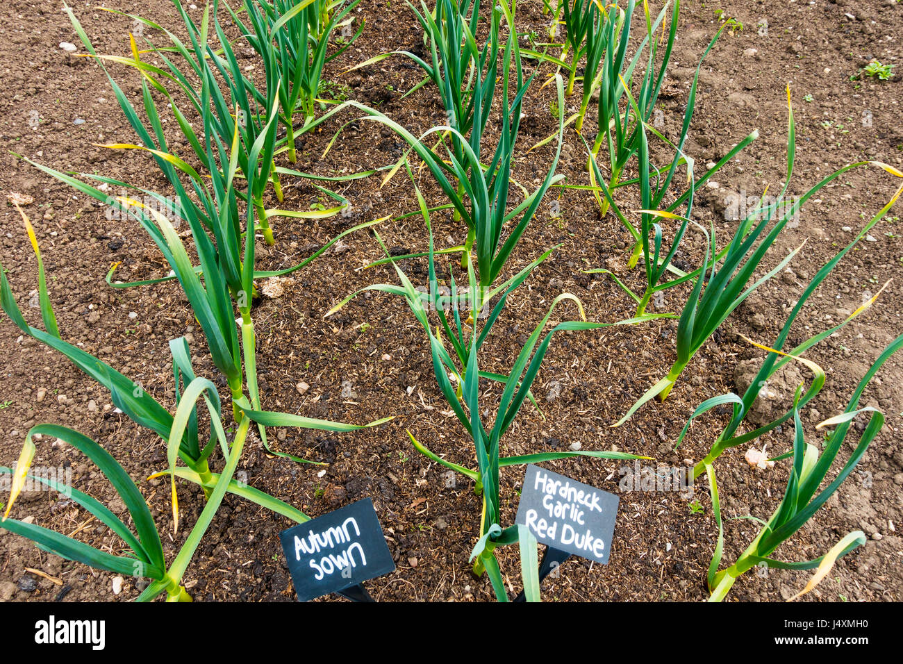 Jardin clos Helmsley restauré une parcelle de terrain végétale avec trois rangées de Aurumn semé l'ail à col rigide rouge variété Duc Banque D'Images