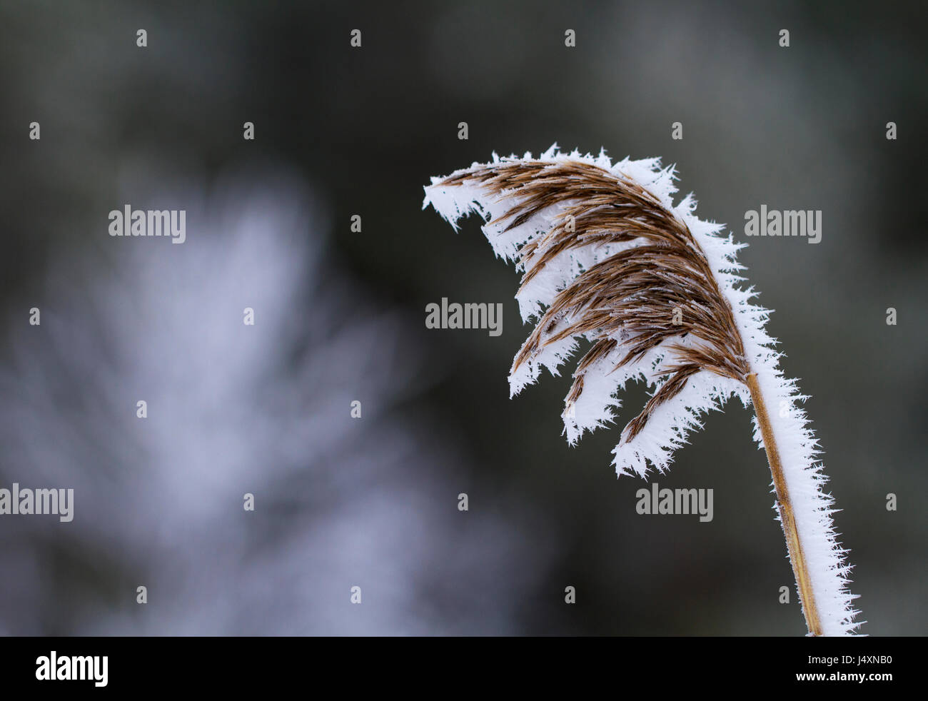 Roseau commun, Phragmites australis, givrée dans Kurjenrahka parc national en Finlande. Banque D'Images