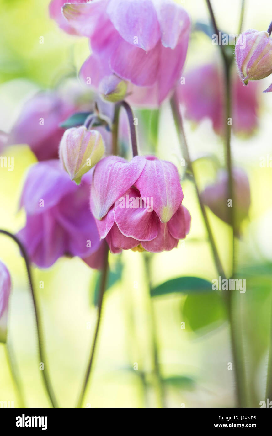 Aquilegia vulgaris. Ancolie rose fleurs dans un jardin frontière. UK Banque D'Images