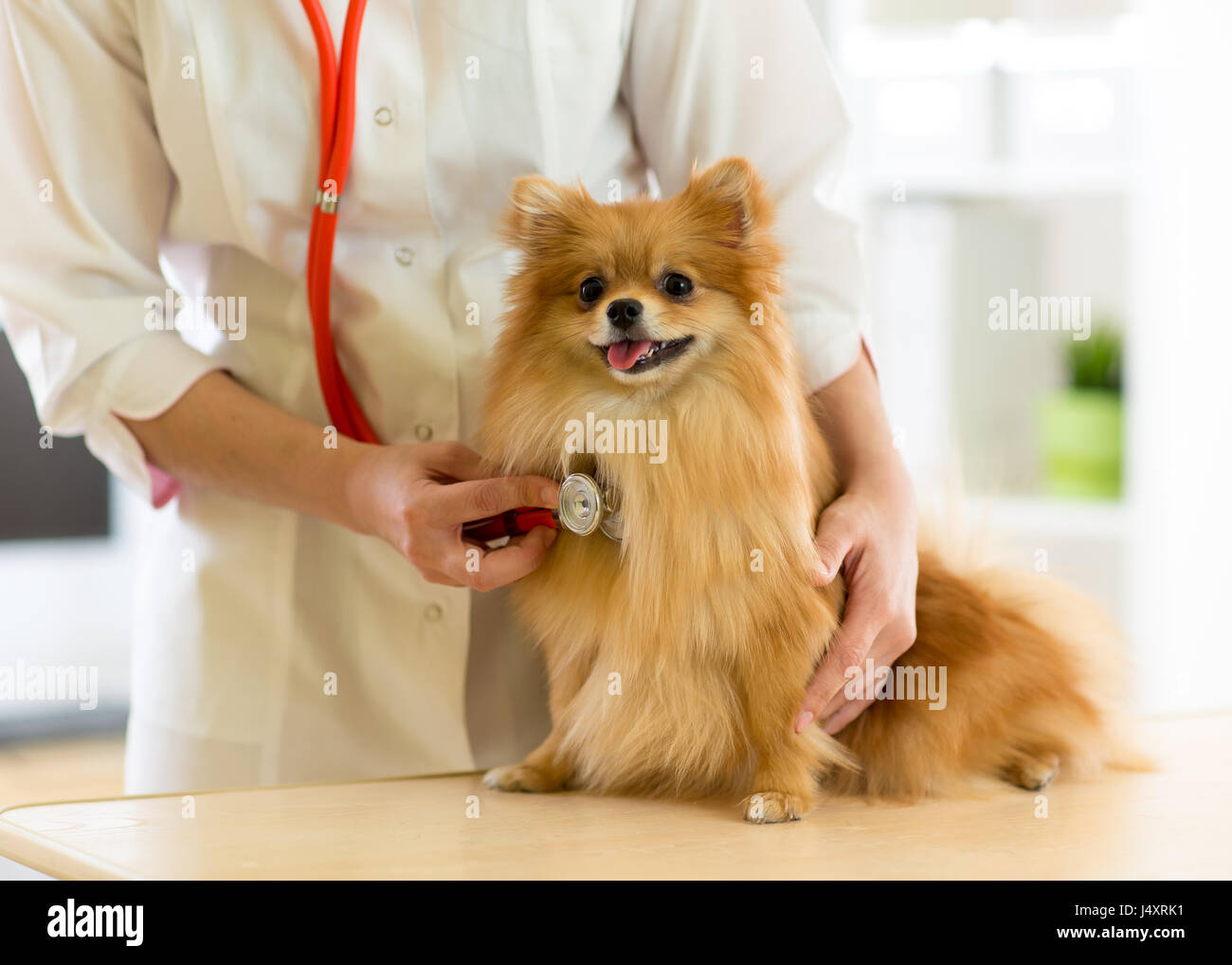Le vétérinaire examine les chiens de races spitz avec stéthoscope dans clinic Banque D'Images