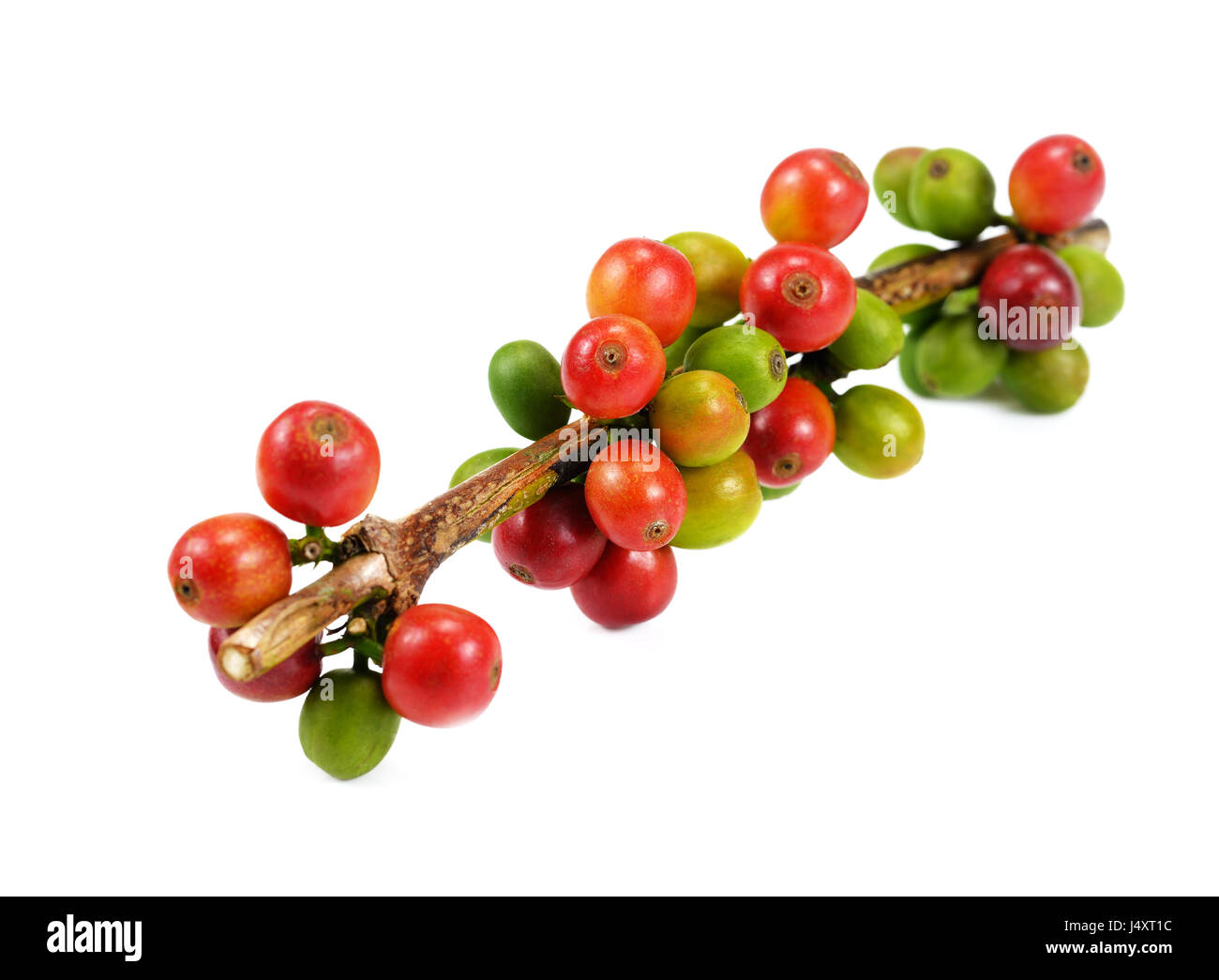 Les grains de café rouge isolé sur fond blanc. Close up de grains de café brut frais Banque D'Images