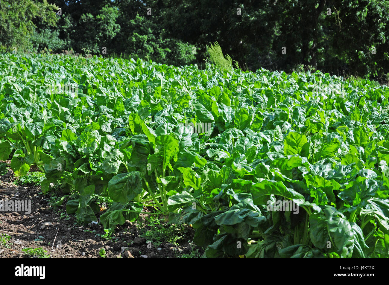 La culture de la betterave à sucre dans un champ. Banque D'Images
