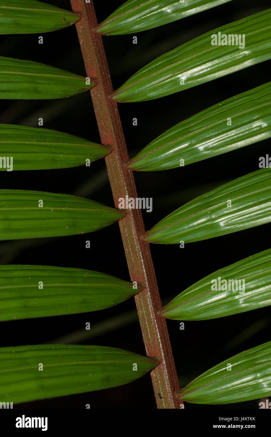 Close up image de feuilles de palmier mouillé sur un fond sombre Banque D'Images