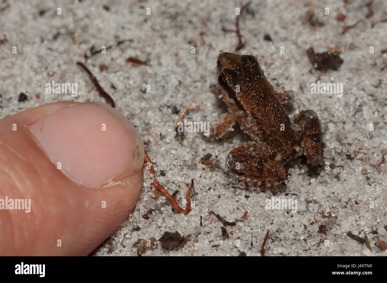 Une petite grenouille brune et un homme montrant du doigt la taille  relative Photo Stock - Alamy