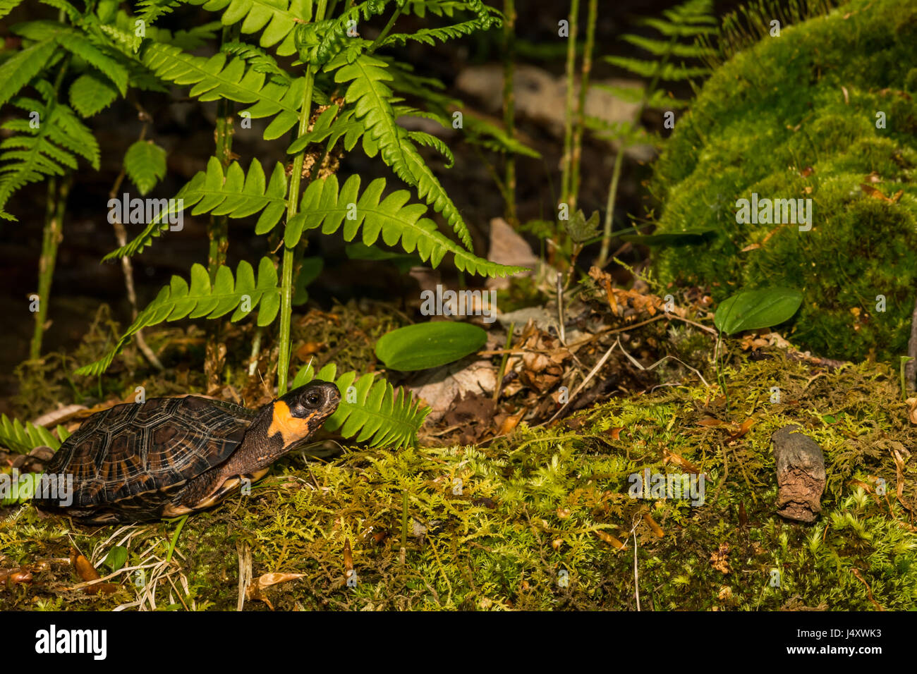 Tortue de marais Banque D'Images