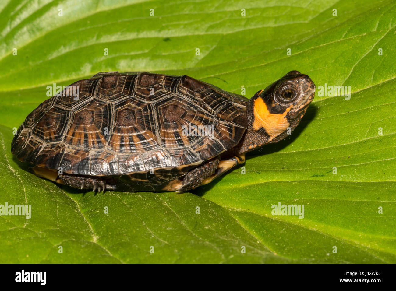 Tortue de marais Banque D'Images