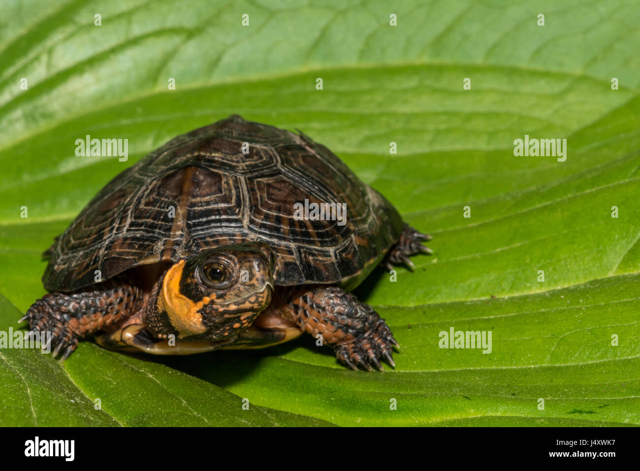 Tortue de marais Banque D'Images