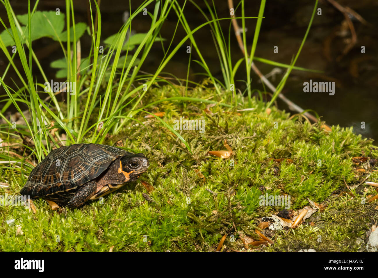 Tortue de marais Banque D'Images