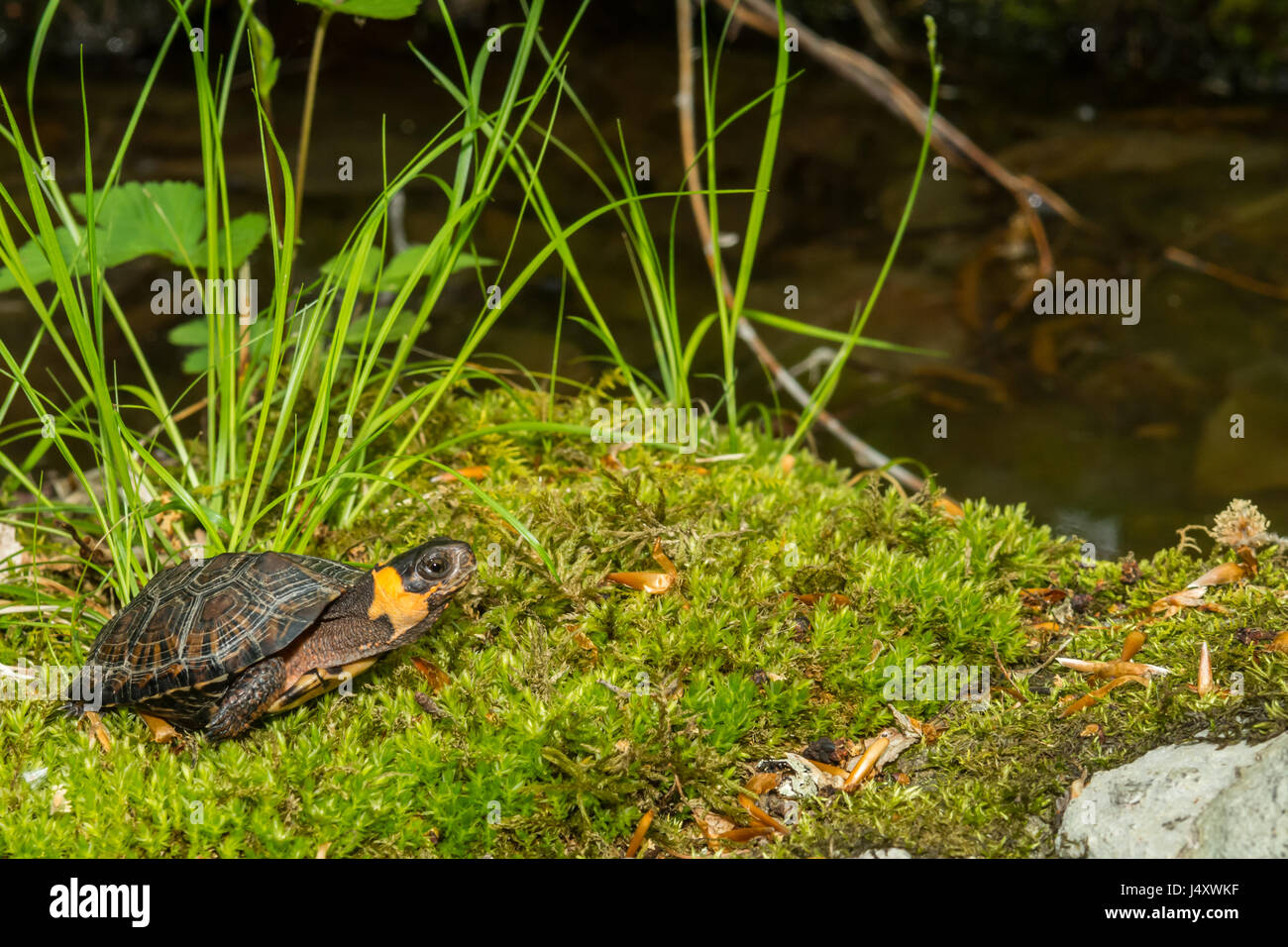 Tortue de marais Banque D'Images