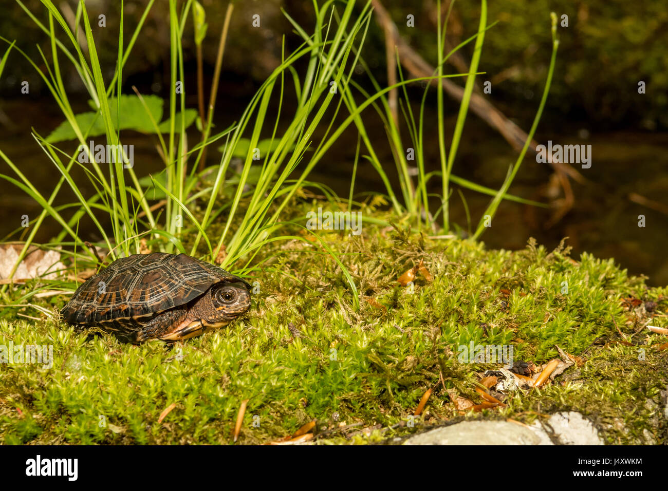 Tortue de marais Banque D'Images