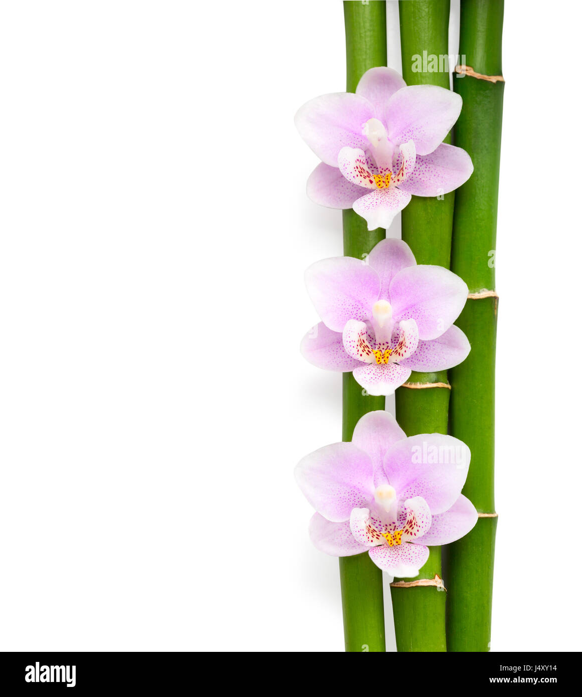 Trois orchidées roses et des branches de bambou couché sur blanc. Contexte Isolé. (Vue de dessus). Banque D'Images