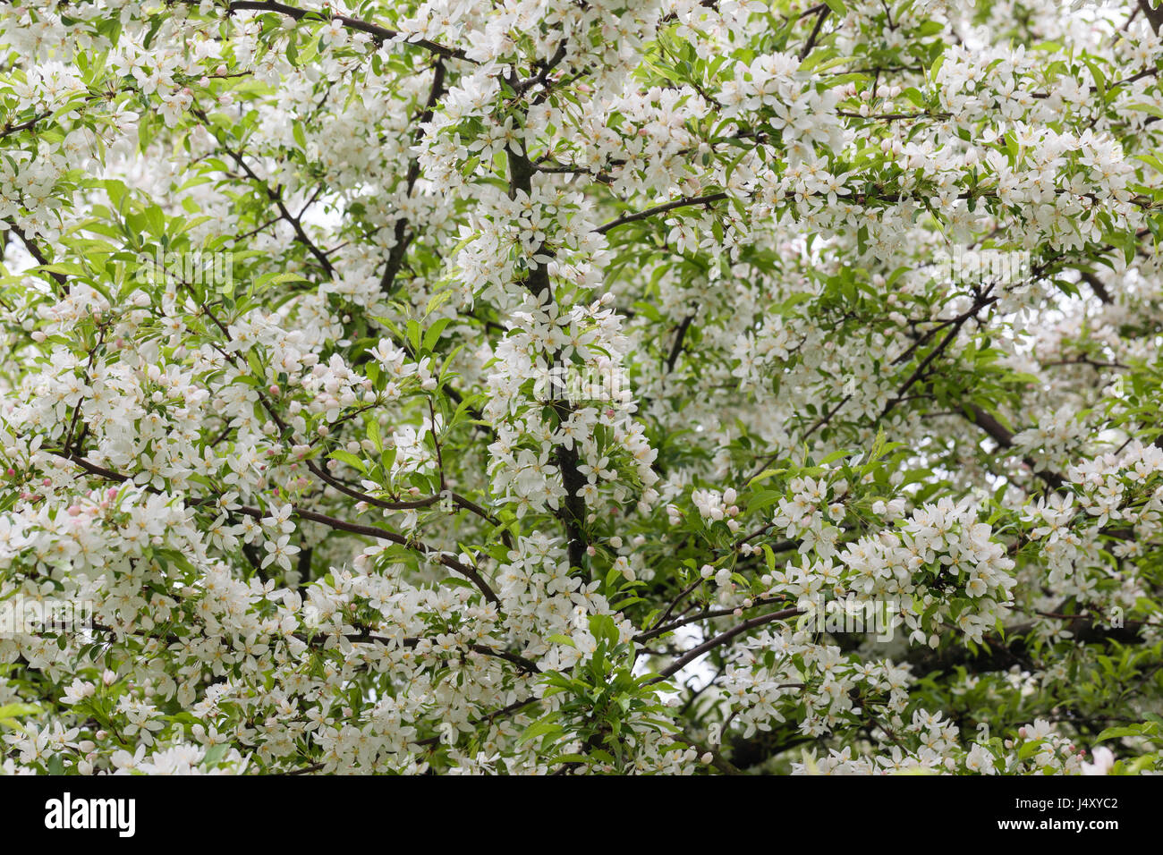 Gros plan de Malus transitoria, fleur de crabapple à feuilles coupées dans un jardin anglais au printemps, Angleterre, Royaume-Uni Banque D'Images