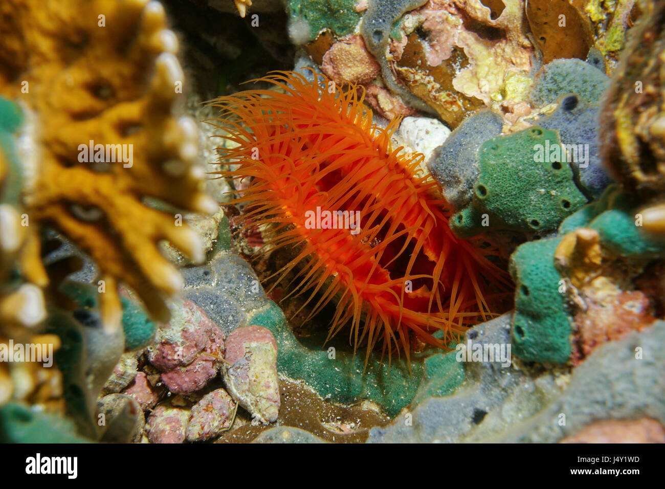 Mollusque bivalve marin Flame scallop, Ctenoides scaber, Fonds sous-marins dans la mer des Caraïbes Banque D'Images