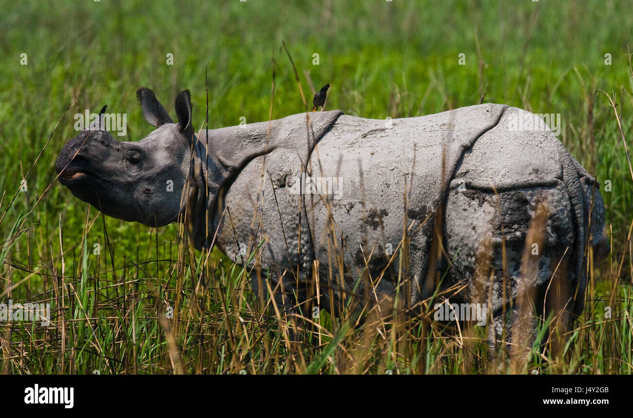 Wild Grand rhinocéros à une corne, est debout sur l'herbe. L'Inde. Le parc national de Kaziranga. Banque D'Images
