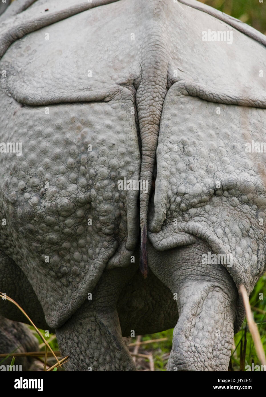 Wild Grand rhinocéros à une corne, qui s'étend de l'établissement. L'Inde. Le parc national de Kaziranga. Banque D'Images