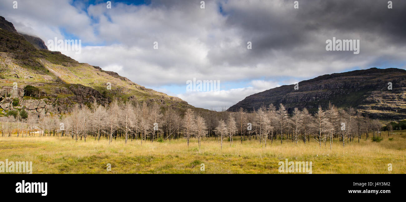 Une plantation de jeunes arbres à Glen Torridon, niché dans les montagnes de l'ouest des Highlands d'Écosse. Banque D'Images