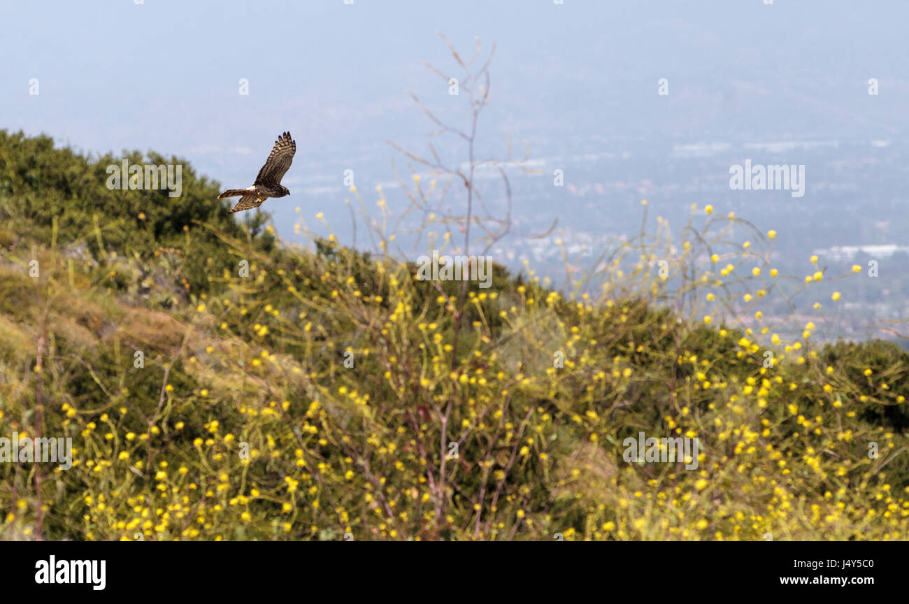 Swainsons, Hawk Buteo swainsoni, survole le désert canyon et la chasse pour la nourriture à Laguna Beach, Californie Banque D'Images