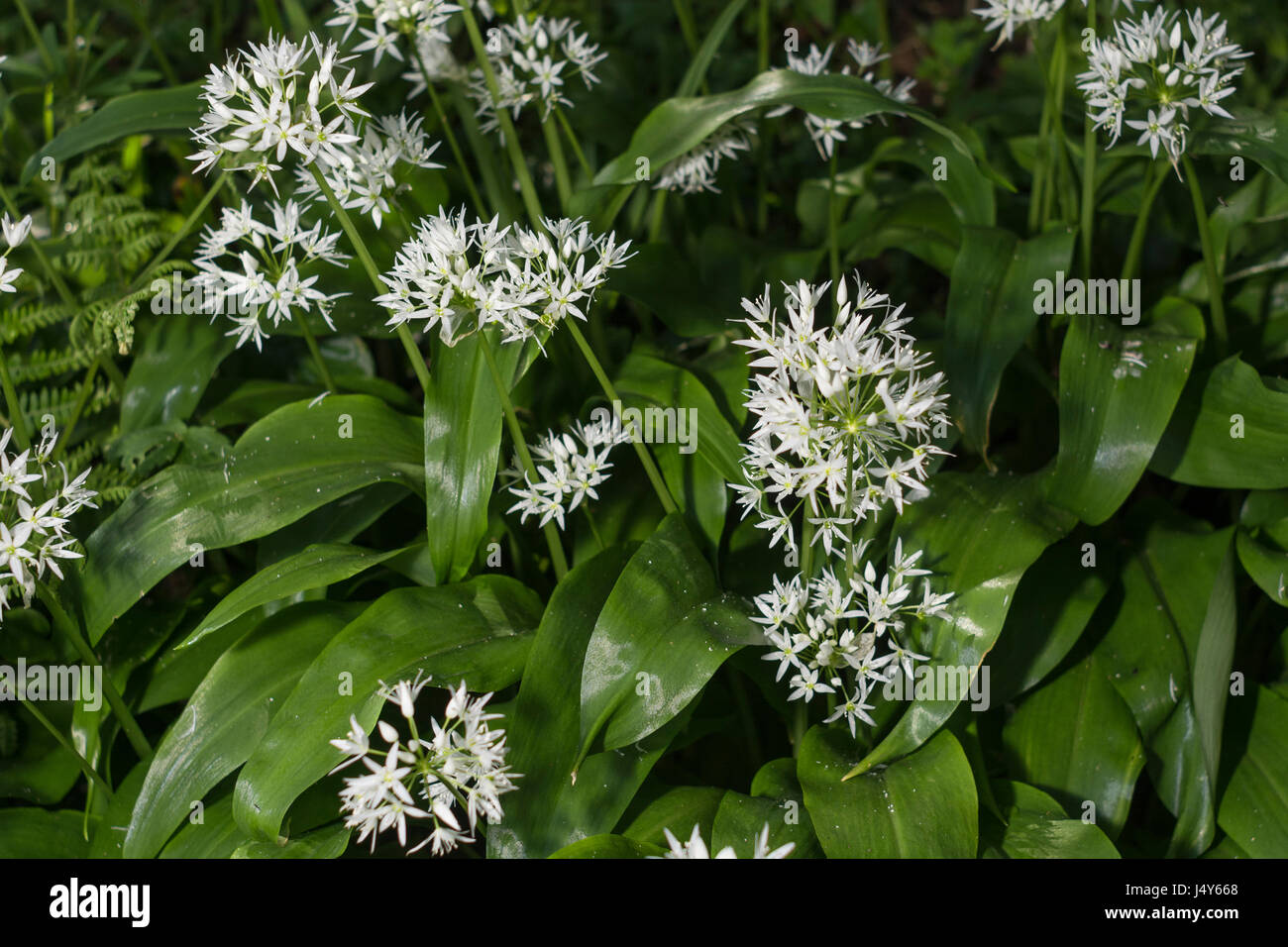 Fleurs blanches de l'ail sauvage appelée Ramsons / Allium ursinum - une nourriture sauvages comestibles vert. Banque D'Images