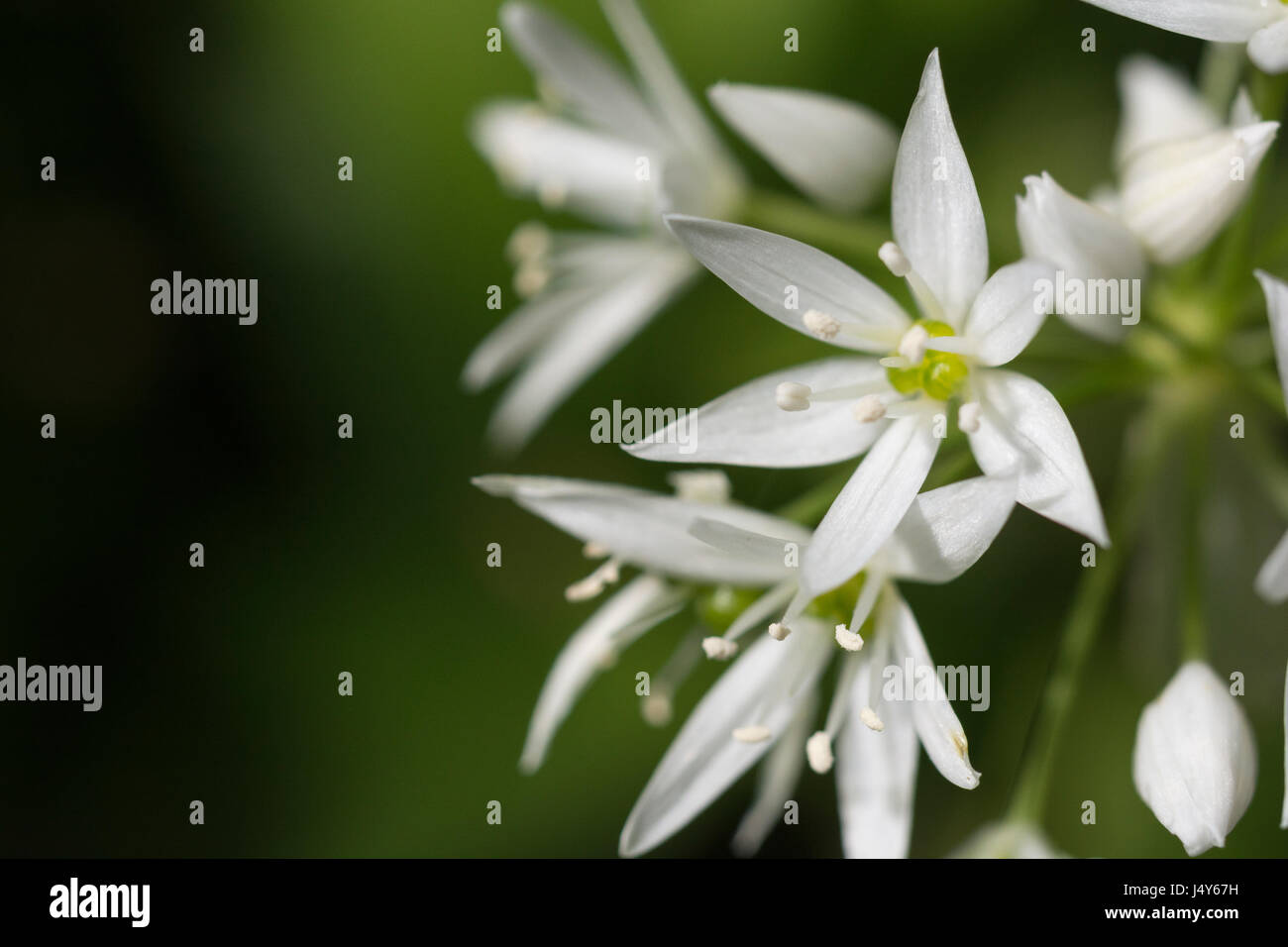 Close-up de fleurs blanches de l'ail sauvage appelée Ramsons / Allium ursinum - une nourriture sauvages comestibles vert. Coin sur le concept de nourriture et sauvages. Banque D'Images