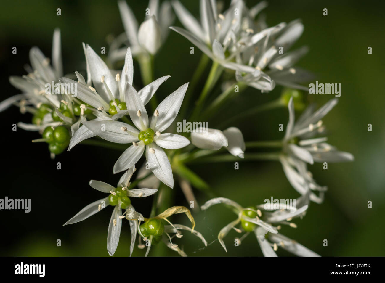 Gros plan de la fleur blanche de l'ail sauvage appelée Ramsons / Allium ursinum - une nourriture sauvages comestibles vert. Banque D'Images